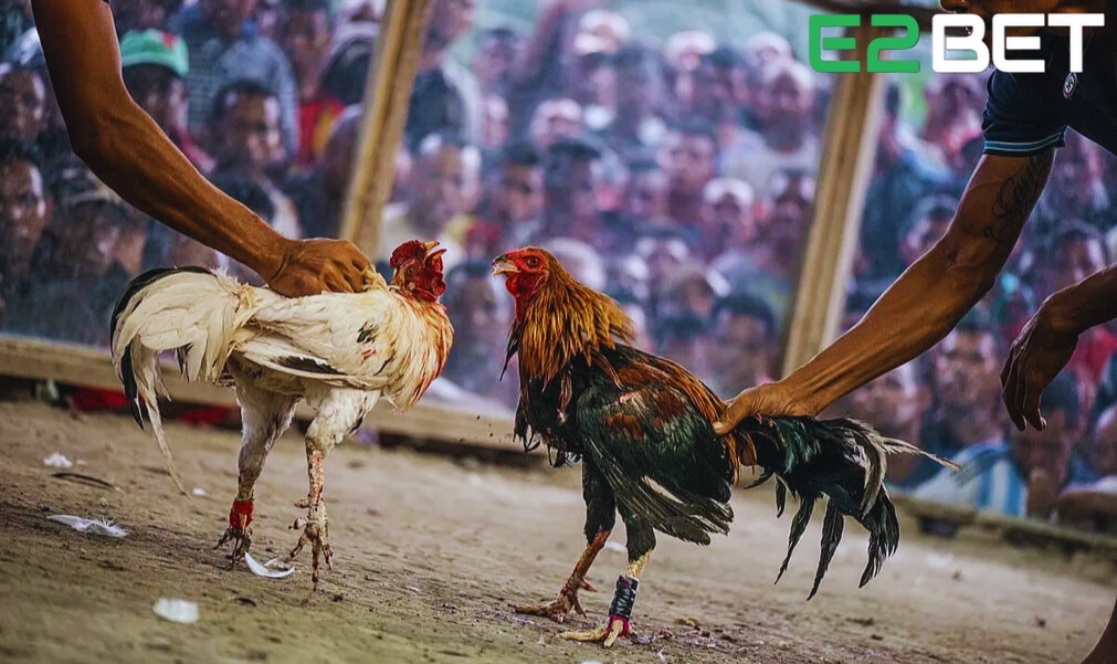 Trong bài viết này, chúng tôi sẽ cung cấp tất cả thông tin quan trọng nhất về cách chấp tiền gà chọi để giúp bạn trở thành một sư kê chính hiệu.