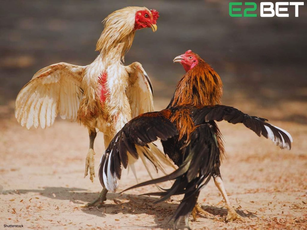 Trong thú chơi gà chọi, việc nhận biết gà chọi hay gà lai là một yếu tố quan trọng, đặc biệt đối với những người mới bắt đầu.