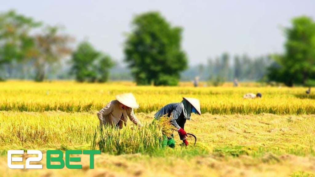 Nằm Mơ Thấy Cắt Lúa Đánh Số Gì? Giải Mã Giấc Mơ & Con Số May Mắn